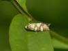 Aethes tesserana